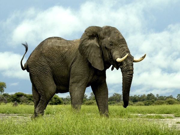 大象传递信息是什么_大象传递信息是什么行为_大象传递信息是什么意思