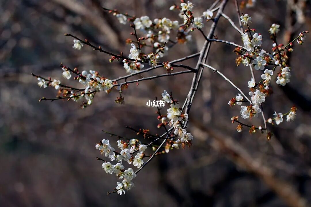 梅花易数体用关系属相_梅花易数算生肖_梅花易数属性