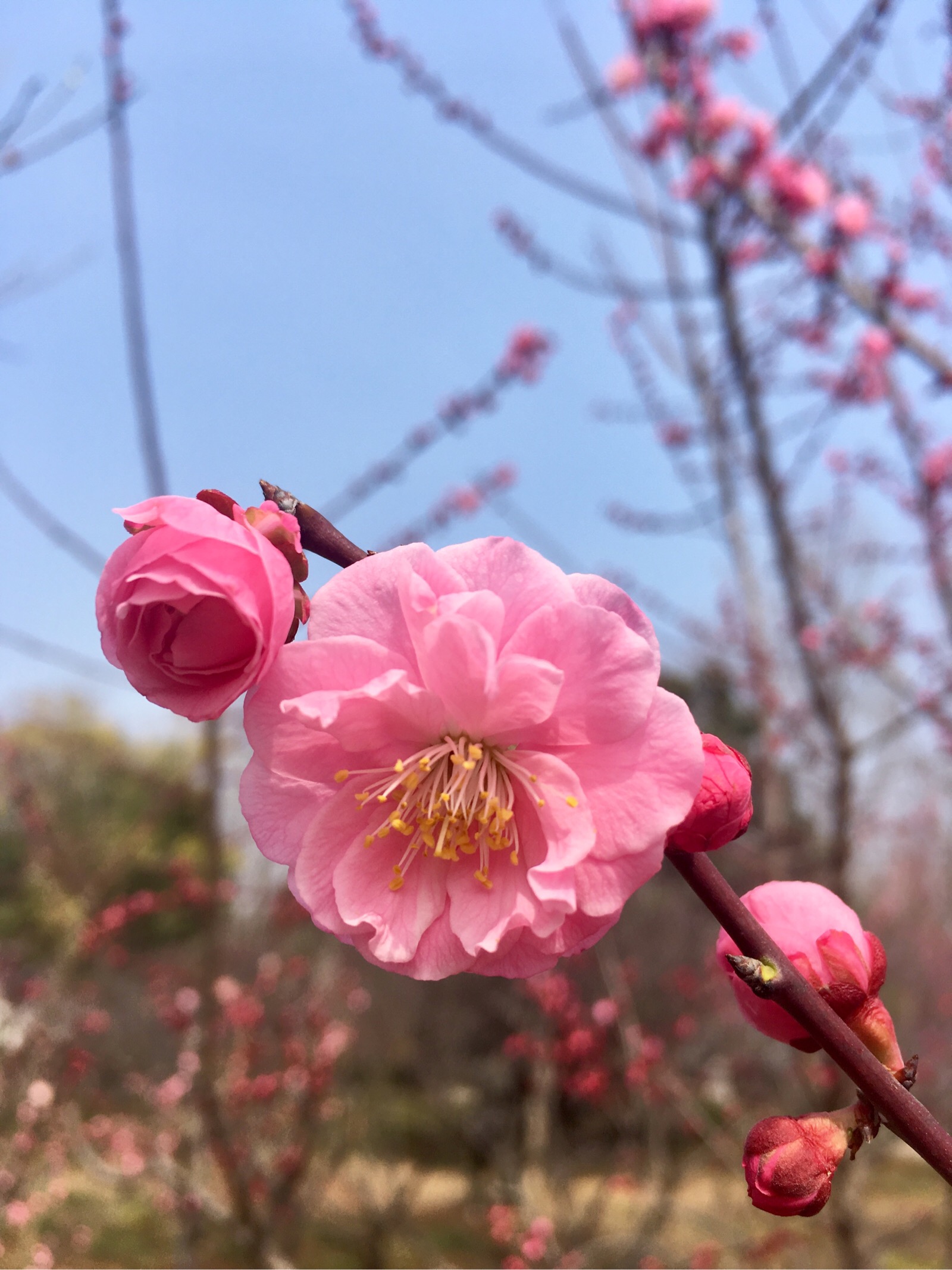 梅花易数体用关系属相_梅花易数属性_梅花易数算生肖