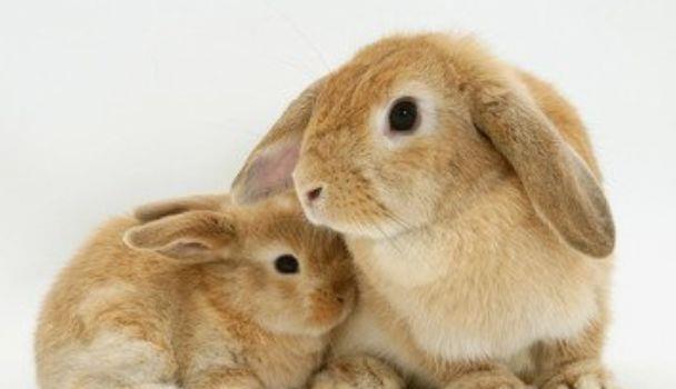 辛卯年的兔是什么兔_辛卯年兔年是哪一年_辛卯年木兔