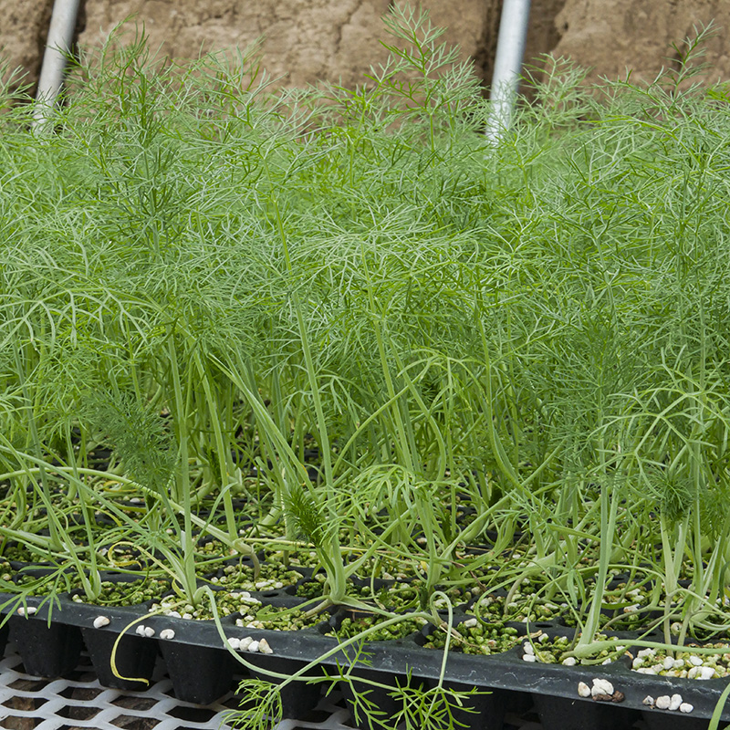 小茴香籽煮水喝_喝拉拉秧水怎样煮_怎样煮蔬菜水给宝宝喝