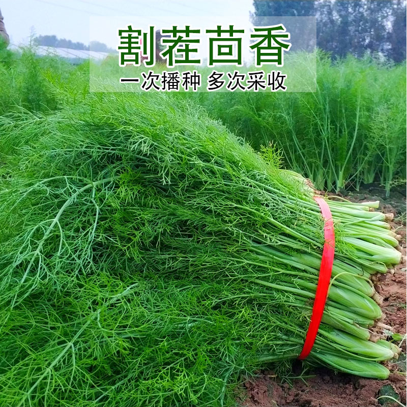 小茴香籽煮水喝_喝拉拉秧水怎样煮_怎样煮蔬菜水给宝宝喝