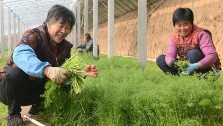 怎样煮蔬菜水给宝宝喝_喝拉拉秧水怎样煮_小茴香籽煮水喝