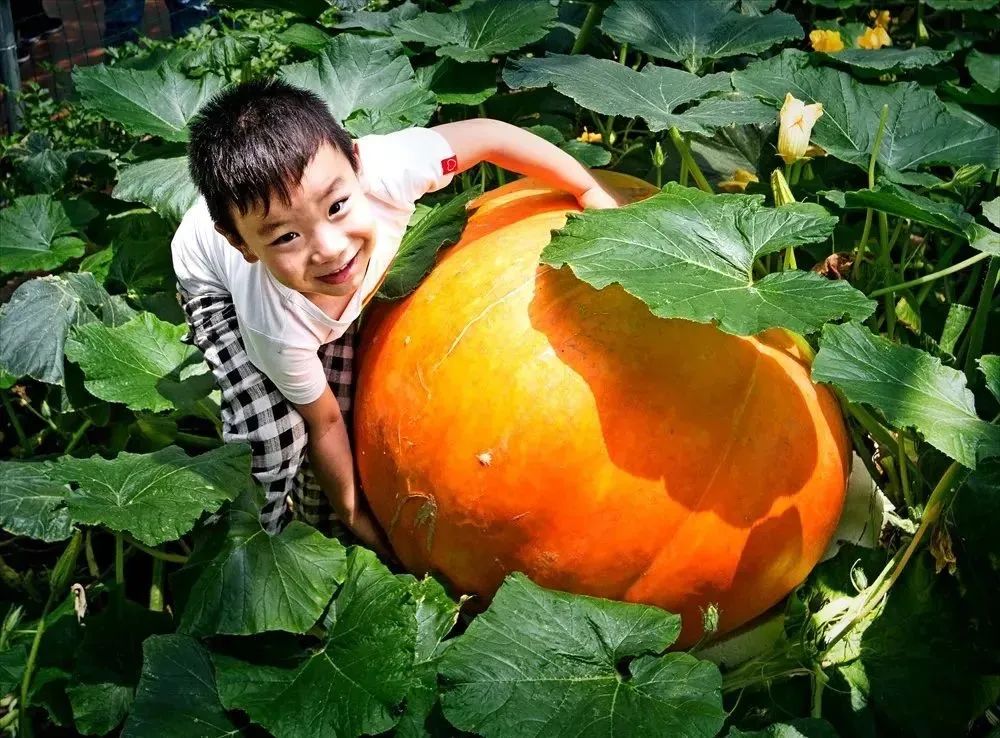 没有土怎么种蔬菜_蔬菜种没出土需要天天浇水吗_蔬菜没有种子怎么种